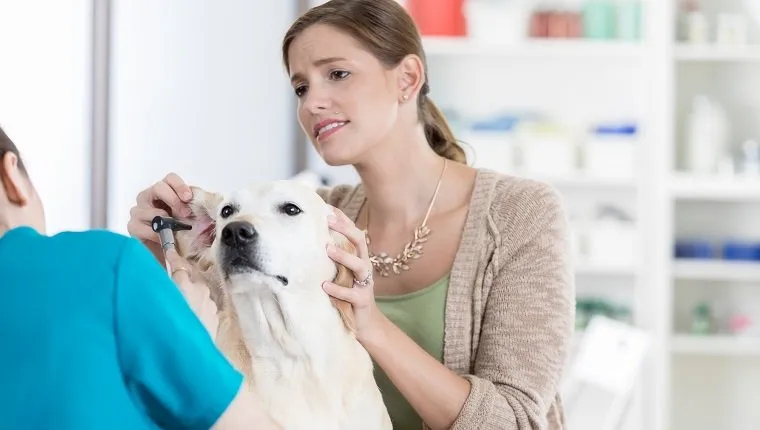 A concerned yellow lab owner stands beside her dog who is lying on an exam table at the vet and holds its ear out. The unrecognizable vet leans forward with an otoscope.