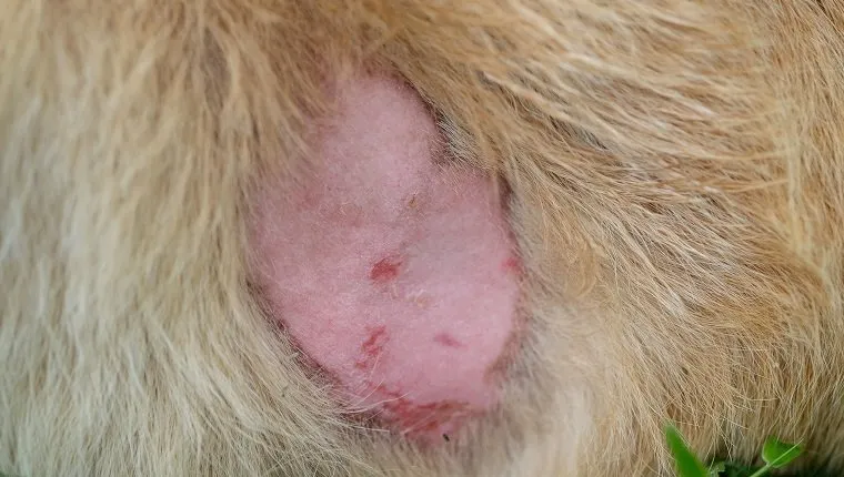 Yeast Infections In Dogs: Symptoms, Causes, & Treatments - DogTime