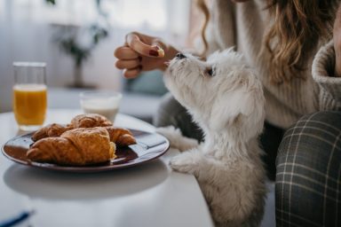 Maltese dog eating food from table