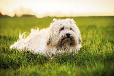 Funny, fluffy, white small dog breed playing on a spring meadow in the evening. Coton de Tulear breed. Shallow depth of field. Healthy and happy pup.