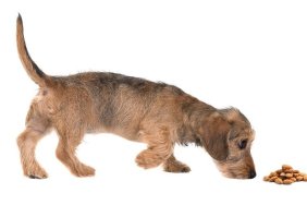 Young wirehaired dachshund sniffing around seen from the side isolated on a white background