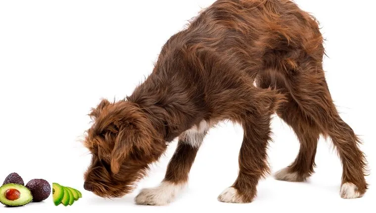 Are avocados safe for dogs to eat hotsell