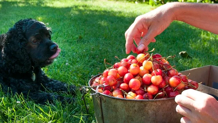 can cherries kill dogs