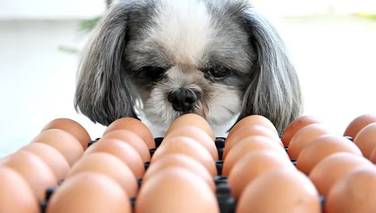 Can Dogs Eat Eggs Are Eggs Safe For Dogs DogTime