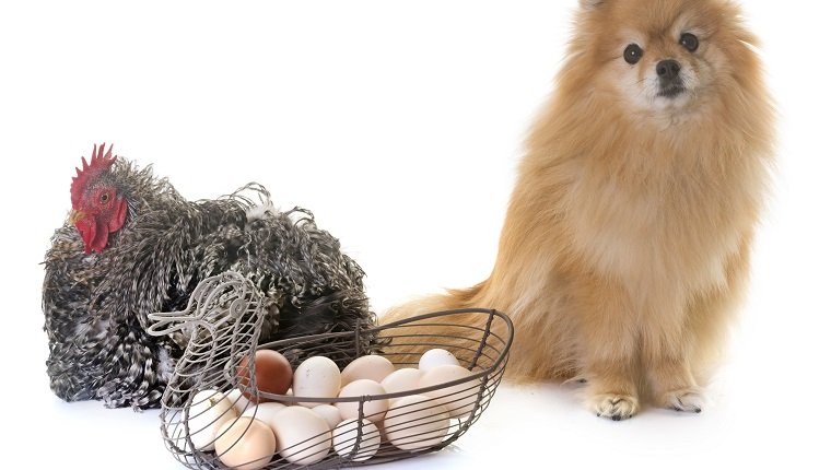 Can Dogs Eat Eggs? Are Eggs Safe For Dogs? - DogTime
