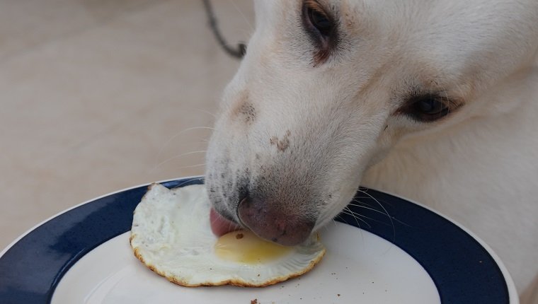 Dog gets breakfast