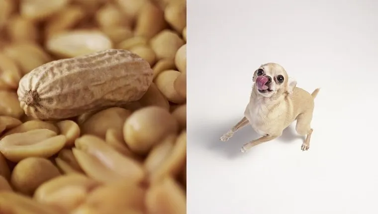 dog and peanuts
