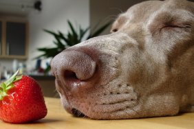 dog sniffing strawberry on dining table.