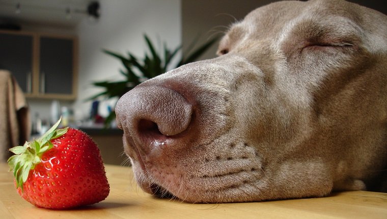 dog sniffing strawberry on dining table.