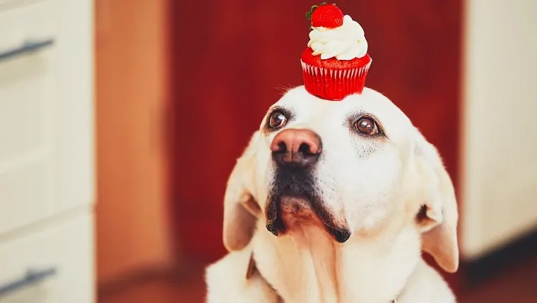 Cute dog with cupcake in kichten. Labrador retriever keeps cake on his head.