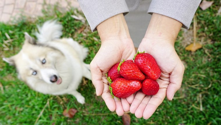 close up detail of the fresh red strawberries on human hands with beautiful dog sitting on the garden background