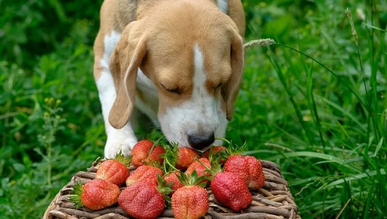 The Beagle dog sniffing in the summer garden freshly picked red strawberries in a wicker basket