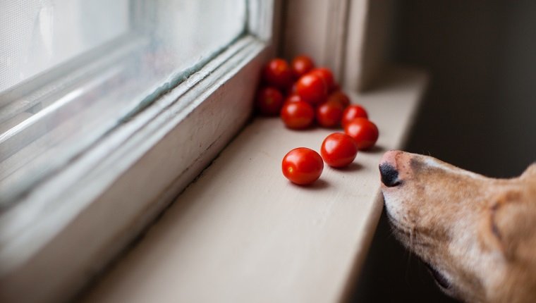 Are tomatoes good for dogs clearance