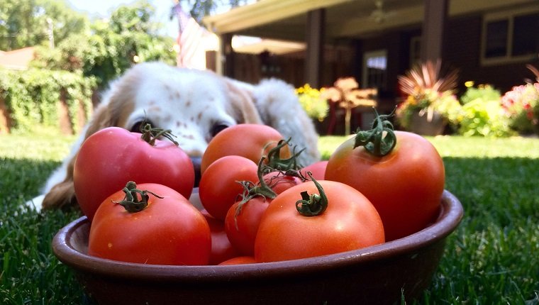 Can Dogs Eat Tomatoes? Are Tomatoes Safe For Dogs?