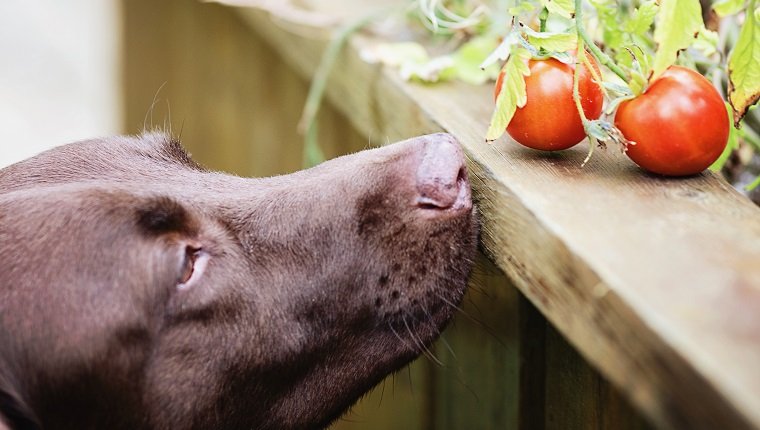 Are tomatoes safe for dogs to eat clearance