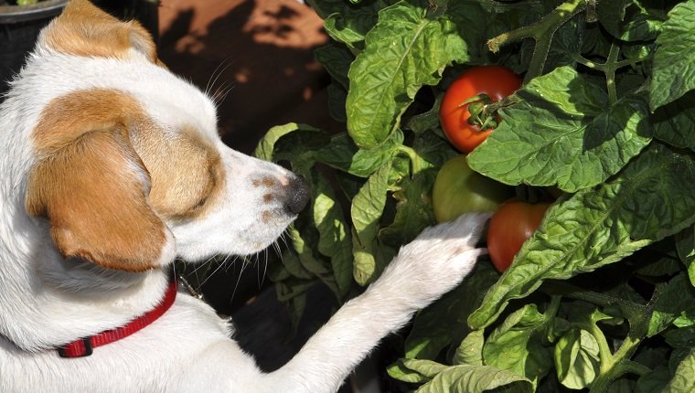 My dog became very curious when she noticed the tomatoes hanging off the vine.