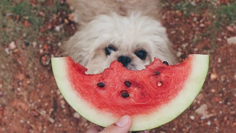Cropped Image Of Person Holding Watermelon Against Shih Tzu Puppy
