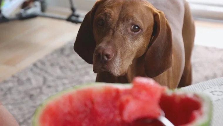 Portrait Of Brown Labrador Retriever With Watermelon In Foreground