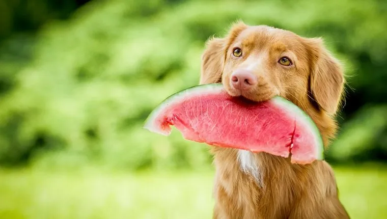 Dog holding watermelon in mouth