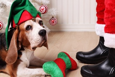Cute old beagle dog wearing an elf hat in front of Santa