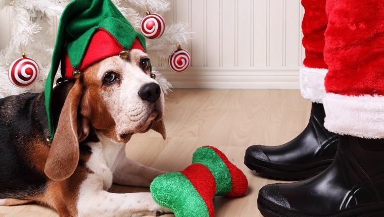 Cute old beagle dog wearing an elf hat in front of Santa