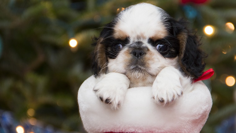 Photograph of an English Toy Spaniel puppy hanging from a Christmas stocking. Pretty lights from the decorated Christmas tree fill the background.