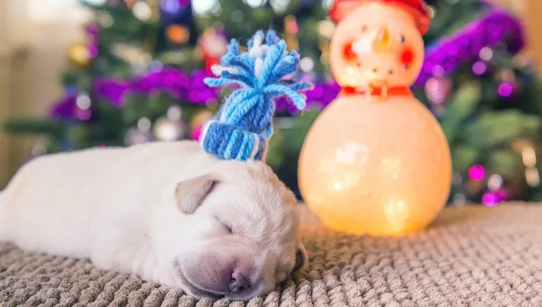 Horizontal image of a labrador puppy wearing a small hat and sleeping near Christmass tree and a snowman decoration