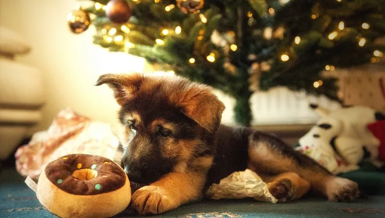 German Shepherd Puppy with Christmas decorations