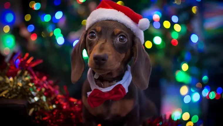 Puppy wearing a Santa hat at Christmas