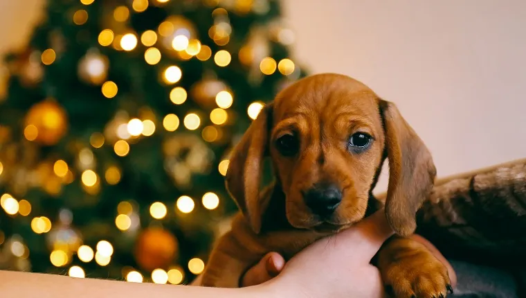 8 weeks old smooth hair brown dachshund puppy in the hands of its female owner, blurred lights of the Christmas tree on the background.