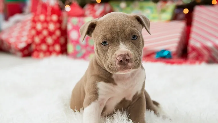 Christmas puppy-pit bull puppy.