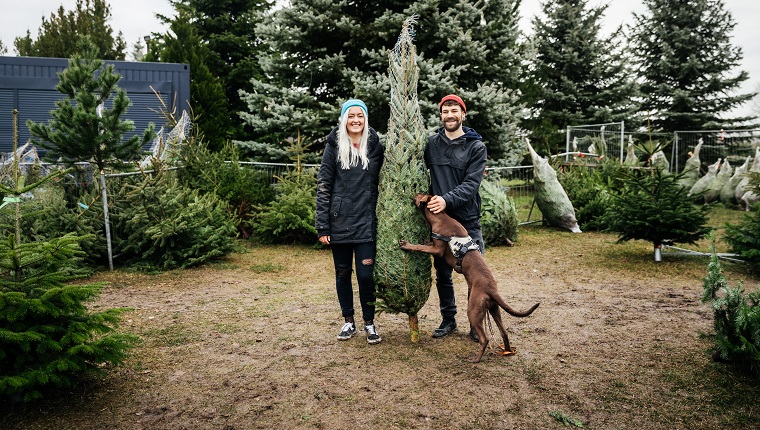 A young couple with a dog are stood outdoors, smiling and holding a freshly cut down pine tree wrapped in netting and ready to take home for christmas.