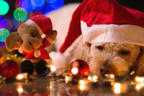 Cute little dog, with Santa costume, several Christmas ornaments, and several blurred lights in the background.