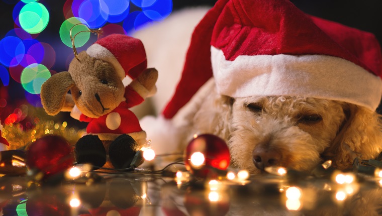 Cute little dog, with Santa costume, several Christmas ornaments, and several blurred lights in the background.