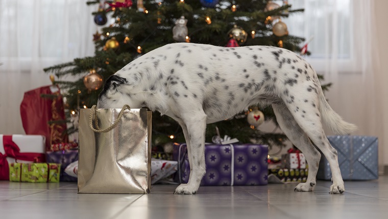 A crossbreed dog is looking into a bag with christmas presents