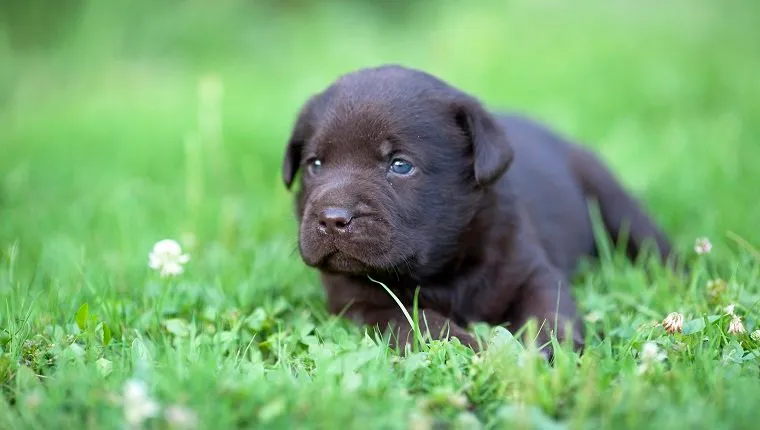 Brown labrador puppy on the grass who may suffer from cryptorchidism