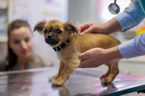 Veterinarian stroking cute puppy in vet's surgery