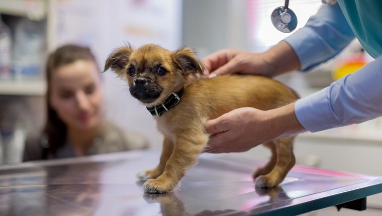 Veterinarian stroking cute puppy in vet's surgery
