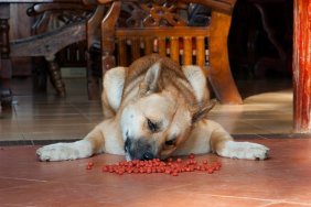 Occasionally, the dog is unwilling to eat. In these cases, it may be lazy or dont like food, Akita japan dog.
