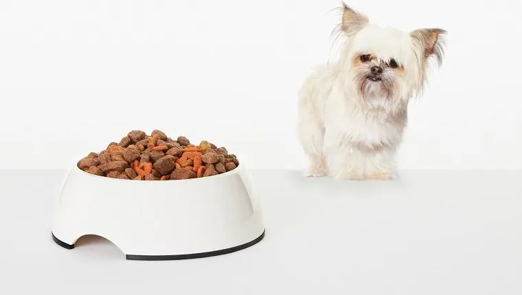 My dog wont eat dog food only human food sales