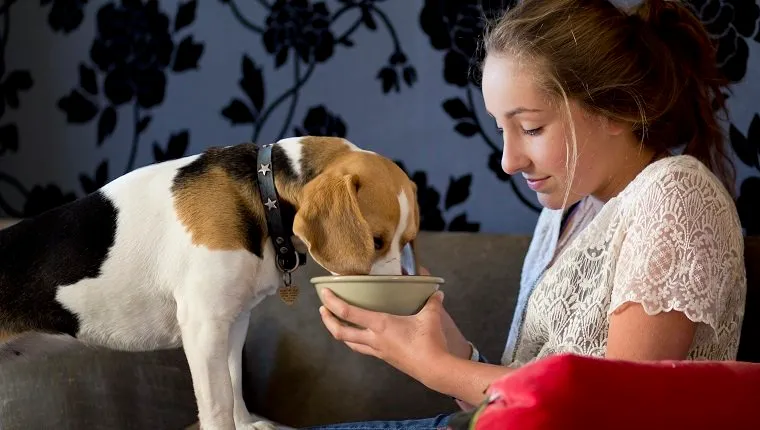 candid photograph, beagle bitch, teenage girl, sharing, England 2011,winter,country home