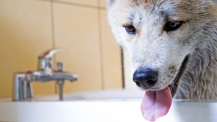 Washing dog, purebred Akita Inu in bath.