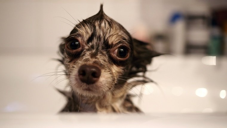 Wet Chihuahua dog sitting in a bath