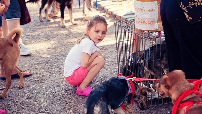 young girl with shelter dogs