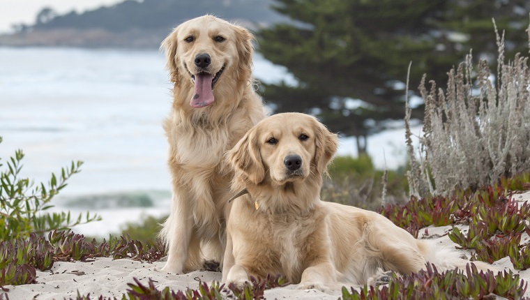 Golden dog shop names