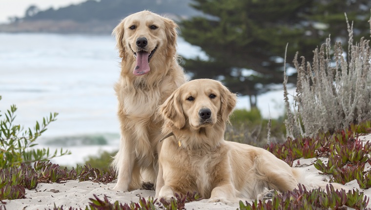 Golden Retriever is a large-sized breed of dog bred as gun dogs to retrieve shot waterfowl such as ducks and upland game birds during hunting and shooting parties, and were named retriever because of their ability to retrieve shot game undamaged.