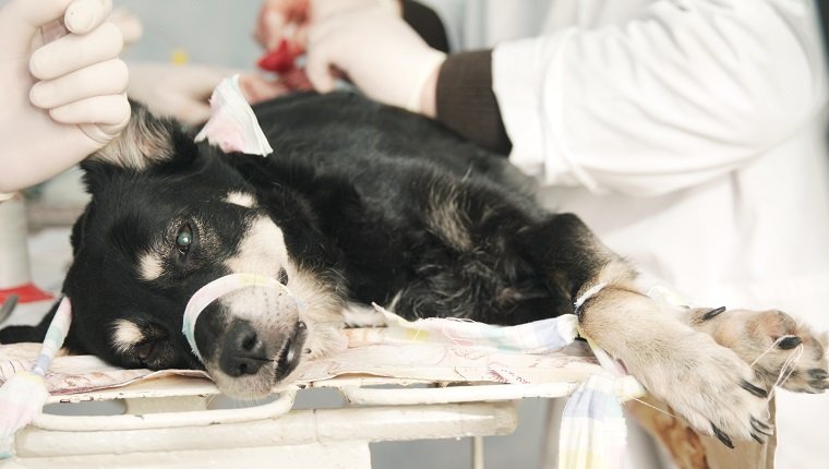 Performing Ovary removal dog surgery