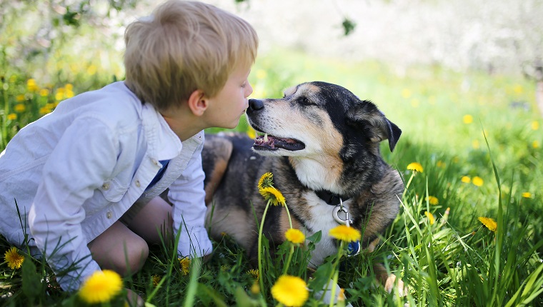 A sweet little boy is giving his rescued pet German Shepherd Dog a kiss on the nose as the relax outside in the flower meadow under the apple trees on a spring day.