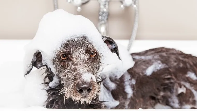 Wet terrier crossbreed dog in bathtub with soap suds all over head and an unhappy expression