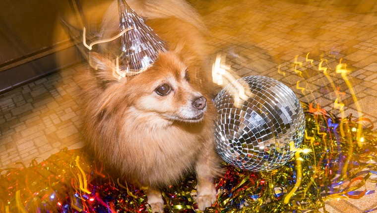 Dog sales new years